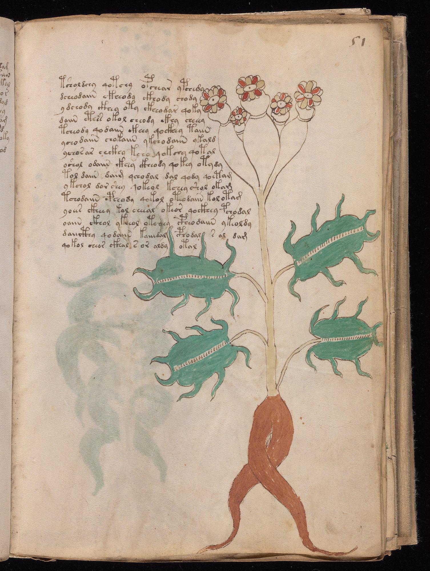 Voynich Manuscript folio f51r — Beinecke MS 408